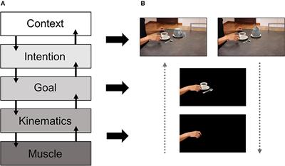 Low or High-Level Motor Coding? The Role of Stimulus Complexity